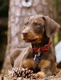 Two distinct colour genes exist in the doberman species i.e. Doberman Pinscher Loyal And Fearless Doberman Doberman Pinscher Doberman Dogs