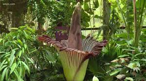 The corpse flower is a horrible ambulatory plant that scavenges the remains of the dead and occasionally belches one of them back out as a zombie. Corpse Flower 5e Corpse Gatherer 5e Creature