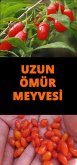 Bunyesinde Barindirdigi On Dokuz Farkli Aminoasitle O Kadar Cok Faydali Ki Nutrition Diet And Nutrition Cooking Recipes