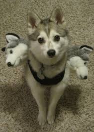 Pin On Dog Cos Play