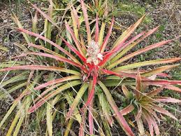 Pin On Edible Landscape Of Puerto Rico