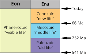 The mesozoic features the evolution of lizards, crocodiles, snakes, turtles, mammals, and dinosaurs (including birds). 3 Geological Time Scale Digital Atlas Of Ancient Life