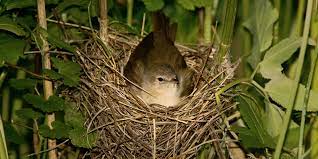Doch wann brüten amseln eigentlich? Brutverhalten Heimischer Vogel