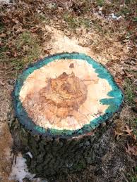 Are You Using The Right Cut Stump Herbicide Missouri