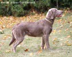 Image result for výmarský dlouhosrstý ohař