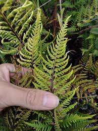 Image result for Pityrogramma aurantiaca