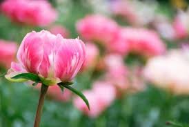We did not find results for: When Do Peonies Bloom And In Which Season Conserve Energy Future