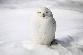 1 In 8 Bird Species Including The Snowy Owl Are Threatened With Extinction Due To Climate Change According To The Snowy Owl Animals Fun Facts About Animals