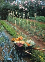 How To Plant A Three Sisters Garden Vegetable Garden Design Backyard Vegetable Gardens Veggie Garden