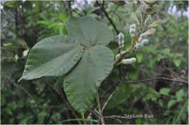 Image result for Rhynchosia hirta