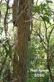 Image result for Juglandaceae