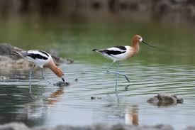 Image result for Alectra vogelii