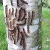 These include spraying them with pepper spray, or with oil spray. 1