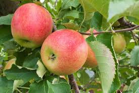 Large in size its flesh is crisp, juicy and creamy yellow in color. Malus Domestica Jonagold Semi Dwarf Apple