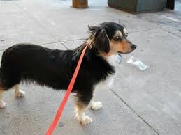 Mix shapis puro sentimiento 2019 casa real santa clara. Dachshund Papillon Mix Dachshund Mix Papillon Mix Dogs And Puppies