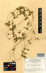 Image result for Vigna comosa