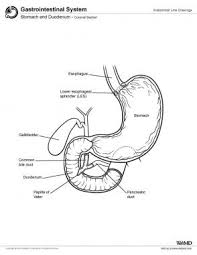 Gastric Cancer Practice Essentials Background Anatomy