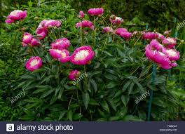 Bowl Of Beauty Peony High Resolution Stock Photography And Images Alamy