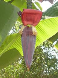 Each banana pseudostem can produce 25 to 40 lbs. Musa Banana Dwarf Cavendish Guide Our House Plants