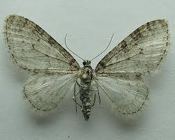 Image result for Trichopteryx