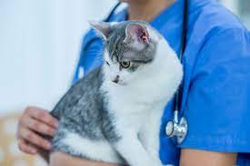 Lysine For Cats What Are The Benefits Learn More On Petfinder Com
