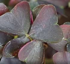 Image result for Oxalis purpurascens