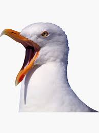 We did not find results for: Screaming Seagull Meme Stickers Redbubble