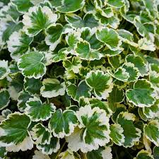 Image result for Polyscias fruticosa