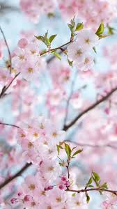 Check spelling or type a new query. Sakura Iphone 1080x1920 Download Hd Wallpaper Wallpapertip