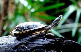 Eastern Snake Necked Turtle Turtle Animals Reptiles