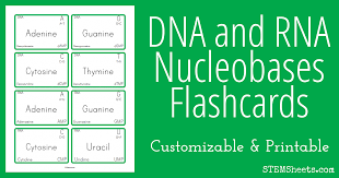 A Customizable And Printable Flashcard Set For Dna And Rna Nitrogenous Bases Each Card Includes The Corresponding Nucleosides Flashcards Dna Nitrogenous Base