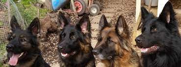 It's also free to list your available puppies and litters on our site. Arbeiten German Shepherds Long Stock Coat Home Facebook