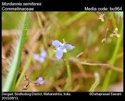 Image result for Murdannia semiteres