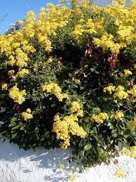 Fiori spontanei primaverili gialli / cesti in fiore nel 2020 | composizioni floreali, fiori. Spontanei Gialli
