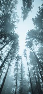 Free motion background stock video footage licensed under creative commons, open source, and more! Best Rainforest Iphone X Hd Wallpapers Ilikewallpaper