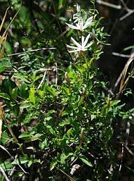 Image result for Jasminum multipartitum