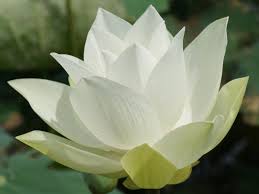 A social satire set at an exclusive hawaiian resort, the white lotus follows the vacations of various hotel guests over the span of a week as they relax and rejuvenate in paradise. White Lotus Flower Lotus Flower Pictures Lotus Flower Wallpaper