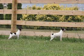What materials and tools you will need for a diy dog fence? How To Stop Dog Fence Fighting American Kennel Club