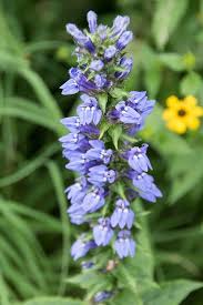 Image result for Lobelia pteropoda