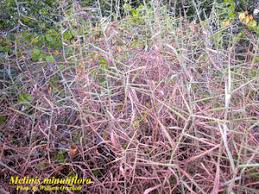 Image result for Melinis minutiflora