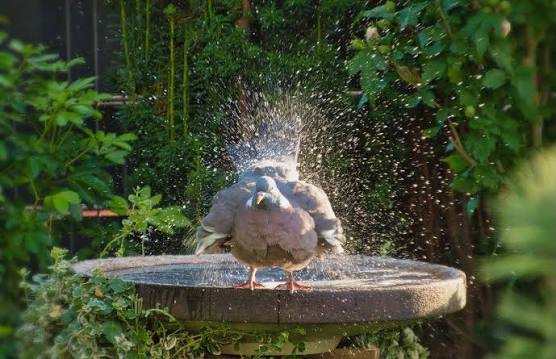 bird bathing in bird bath