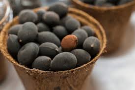 Image result for Dialium