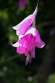 Image result for Dierama formosum × plowesii