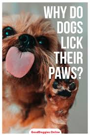 Pin On Dog Behaviour