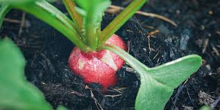 Each indoor plant is given its main common name used and botanical/scientific name. Fastest Growing Vegetables 7 Vegetables To Grow Harvest Fast