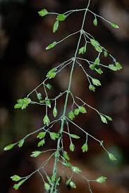Image result for Poa leptoclada