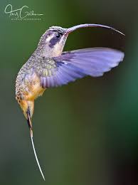 Image result for Glinus hirtus