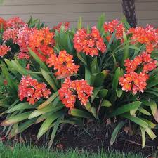 Image result for clivia