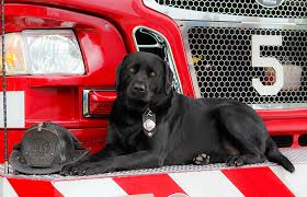 This is why it is common to wait on a waiting list for top quality lab puppies from a ckc as well, there are times when we get so busy and focused on our pups that we may have beautiful ckc yellow black or purebred chocolate lab puppies. Firehouse Dog Story Best Friends Animal Society