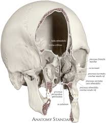 External surface of cranial base : Topography Of The Skull Nasal Cavity
